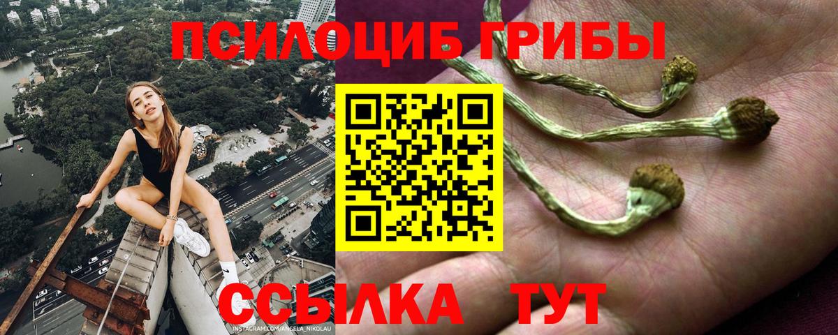 Псилоцибиновые грибы Psilocybe  Нурлат 